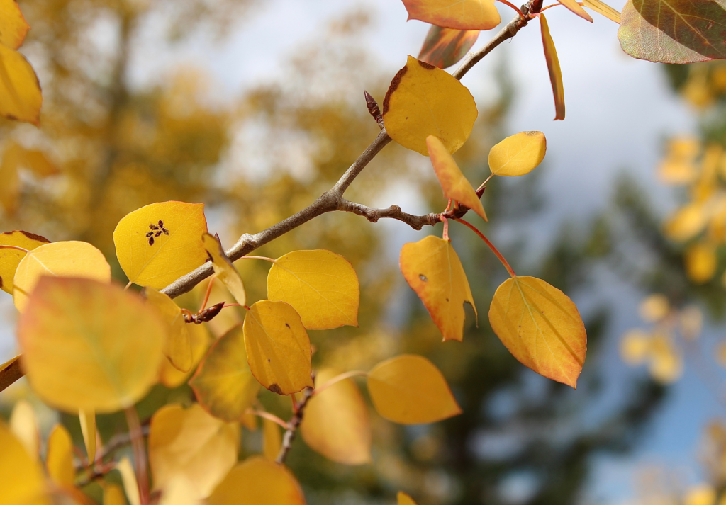 Sunlight shining through aspen leaves symbolizing hope and healing after grief and loss
