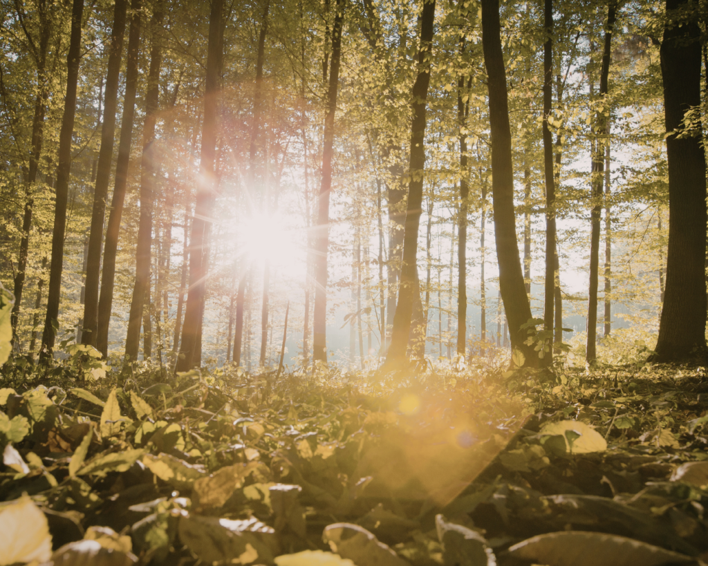 Peaceful nature scene representing emotional healing and mental clarity