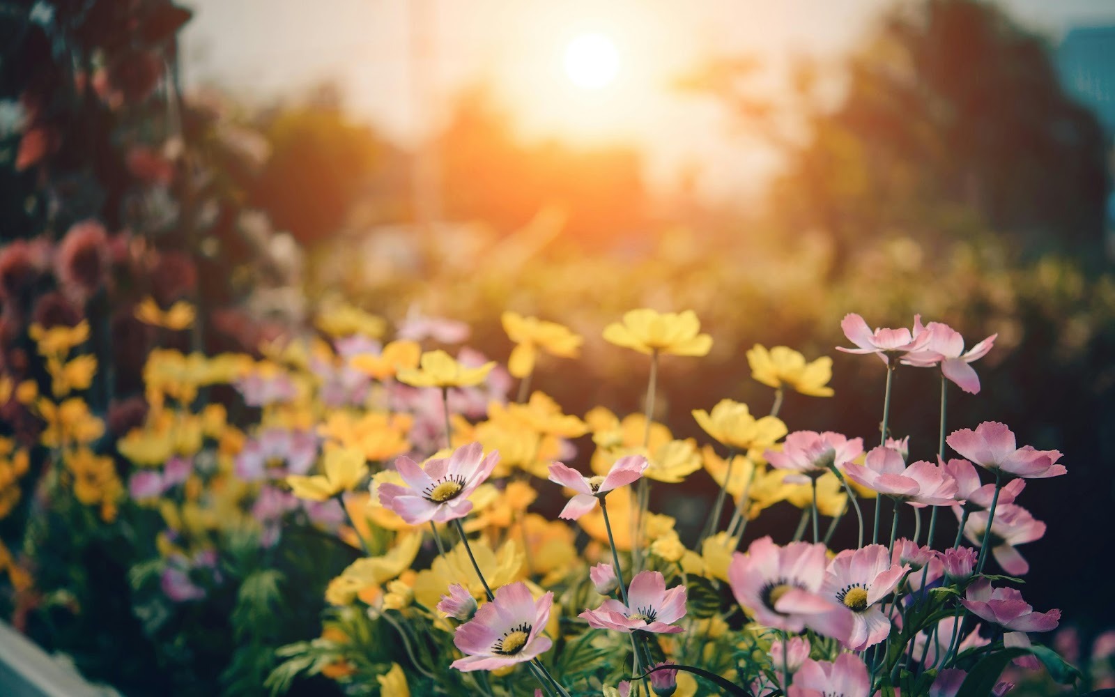 Field of Yellow and Purple Wild Flowers
