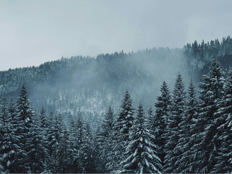 Misty winter forest with snow-covered evergreen trees layered across mountainside