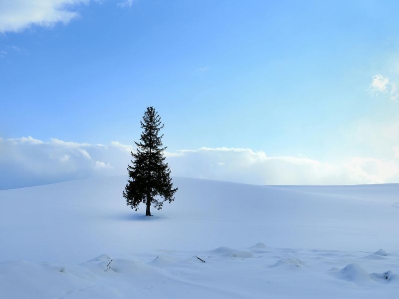 A tree alone in a field of just white clean snow.