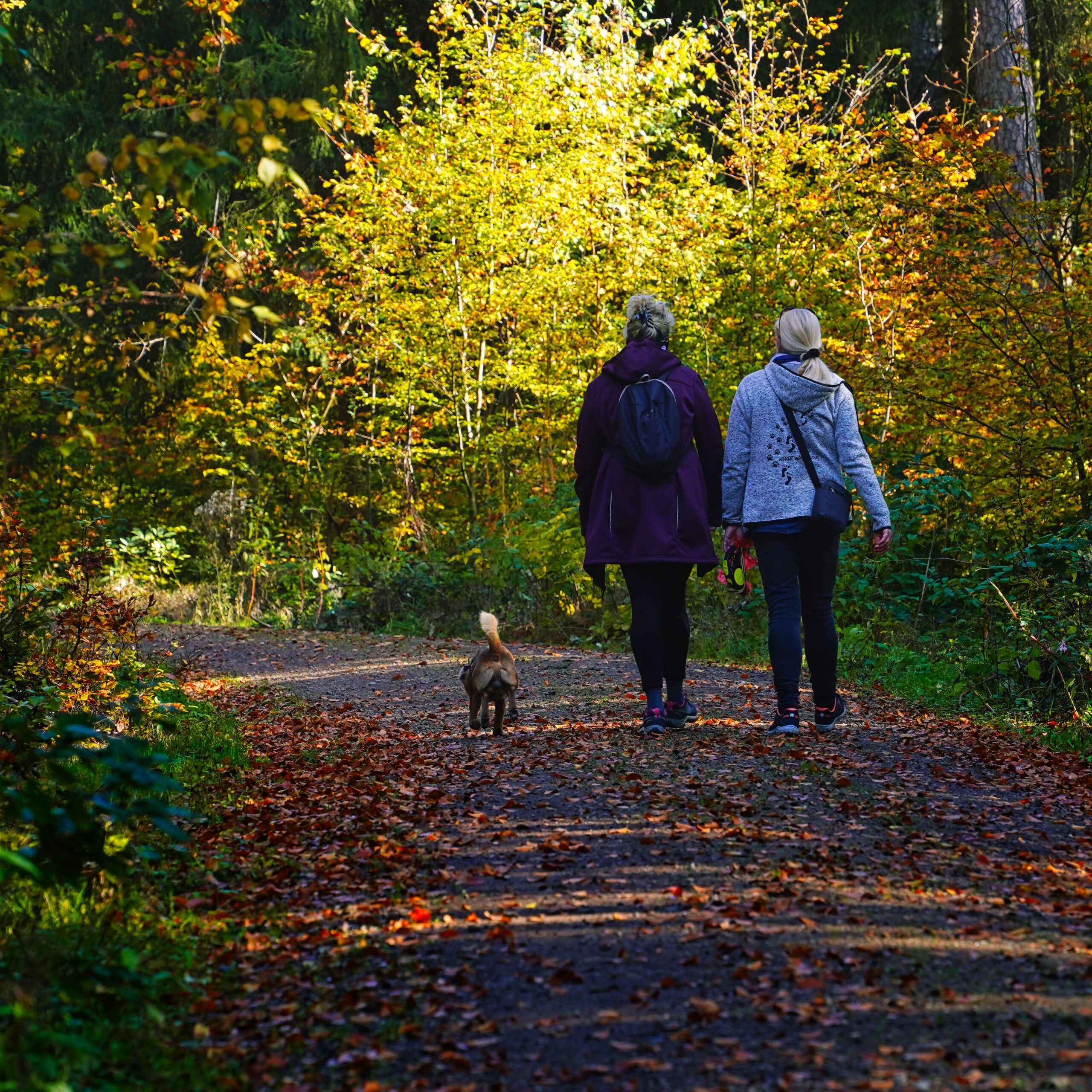 Two people and a dog enjoying a peaceful walk through a vibrant autumn forest.