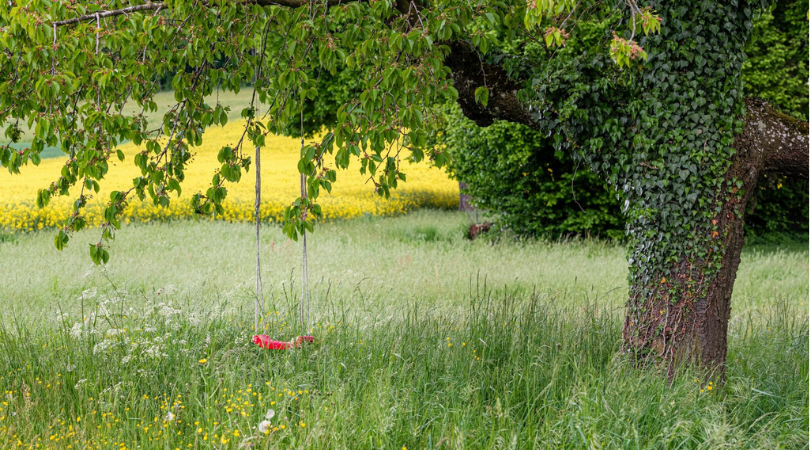 A peaceful outdoor scene showing an empty red swing hanging from a large tree in a grassy meadow, representing the importance of providing support and safe environments for youth mental health.